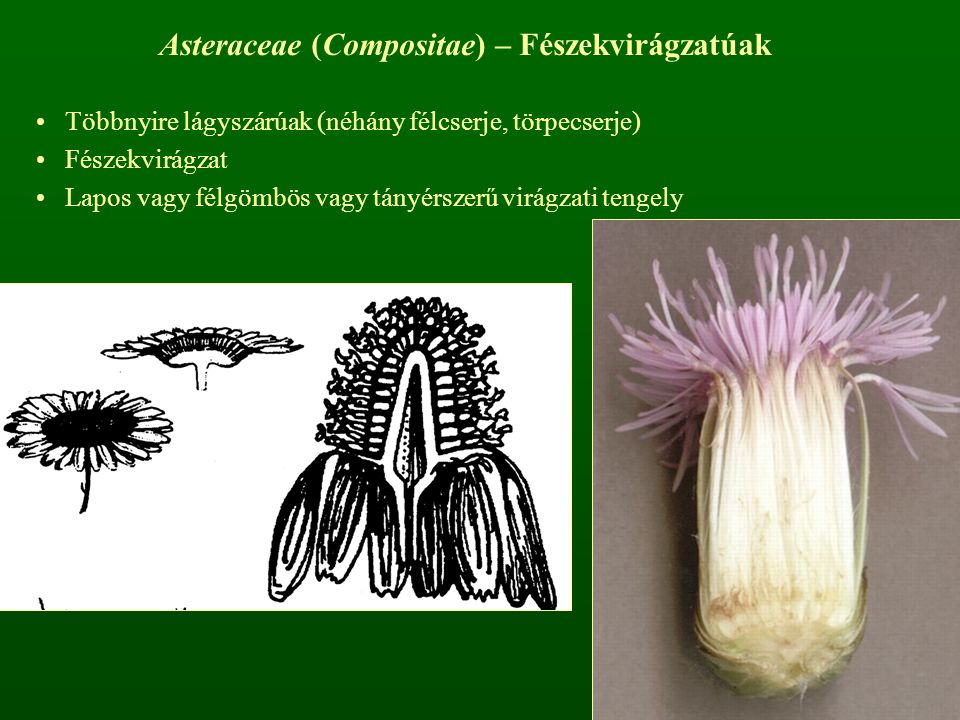 Asteraceae (Compositae) – Fészekvirágzatúak