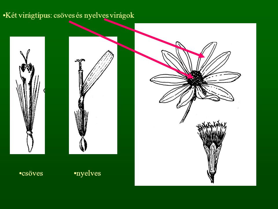 Két virágtípus: csöves és nyelves virágok