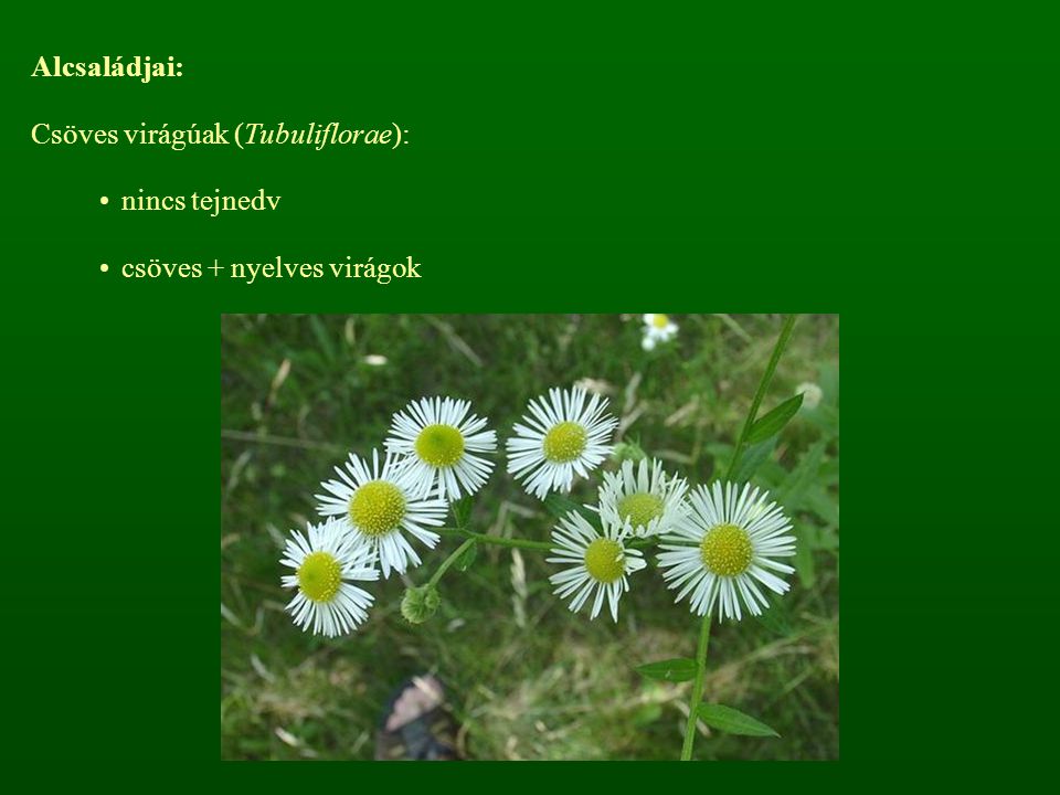 Alcsaládjai: Csöves virágúak (Tubuliflorae): nincs tejnedv csöves + nyelves virágok