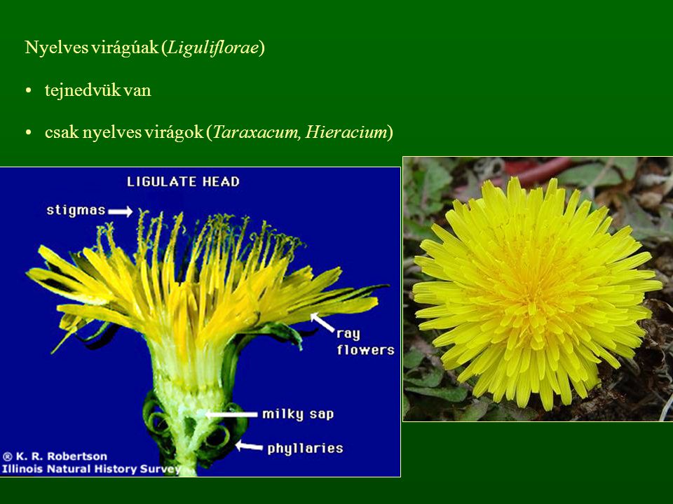 Nyelves virágúak (Liguliflorae)