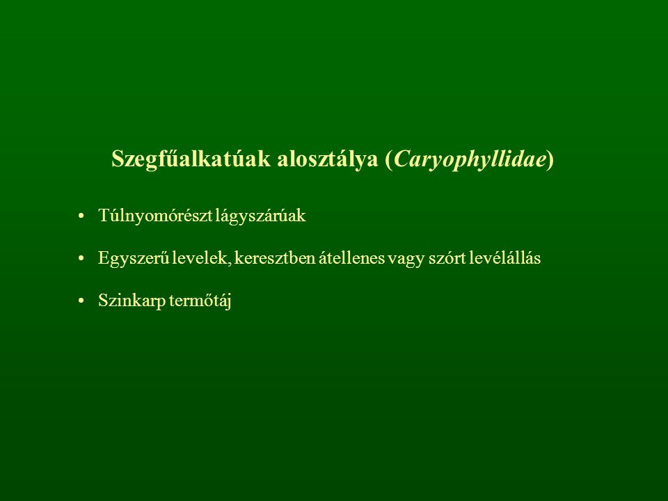 Szegfűalkatúak alosztálya (Caryophyllidae)