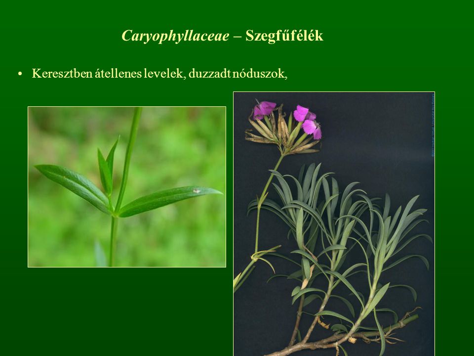 Caryophyllaceae – Szegfűfélék