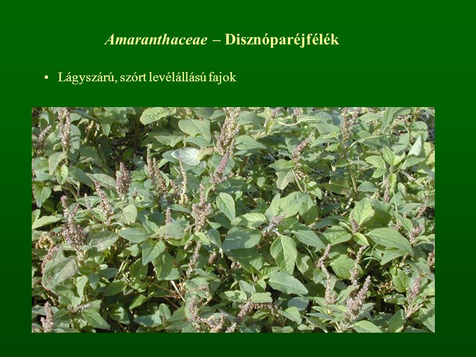Amaranthaceae – Disznóparéjfélék