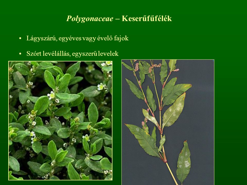 Polygonaceae – Keserűfűfélék