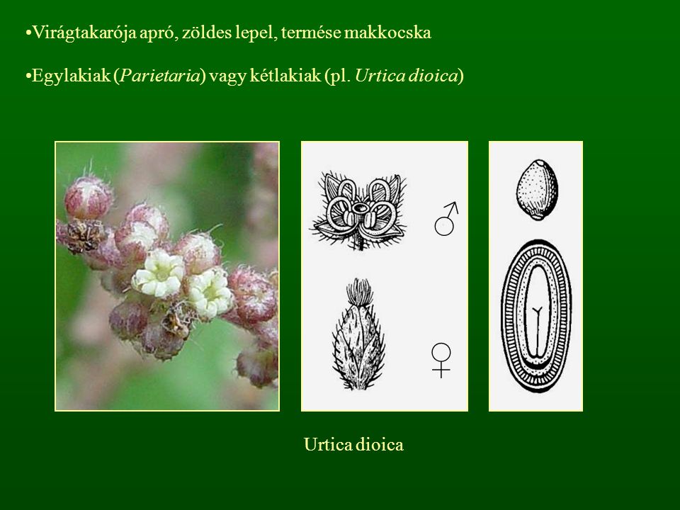 ♂ ♀ Virágtakarója apró, zöldes lepel, termése makkocska