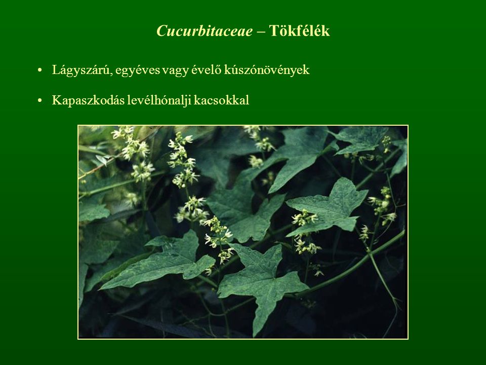 Cucurbitaceae – Tökfélék