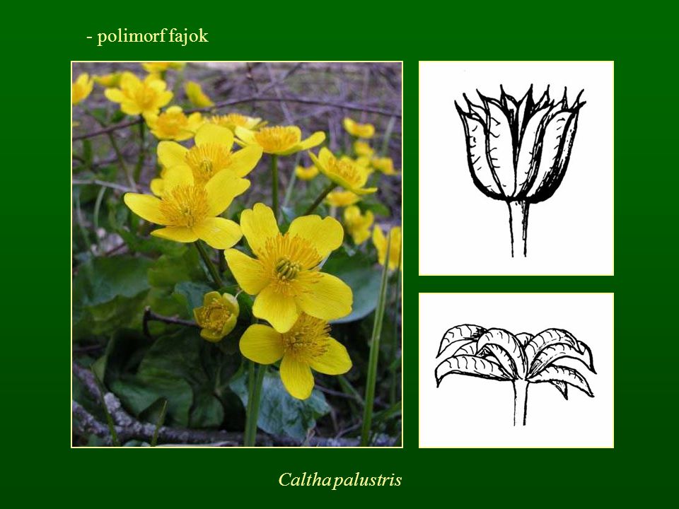 polimorf fajok Caltha palustris