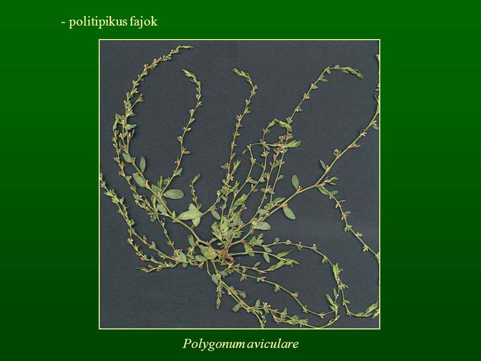 politipikus fajok Polygonum aviculare