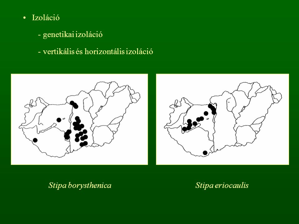 Izoláció genetikai izoláció vertikális és horizontális izoláció Stipa borysthenica Stipa eriocaulis