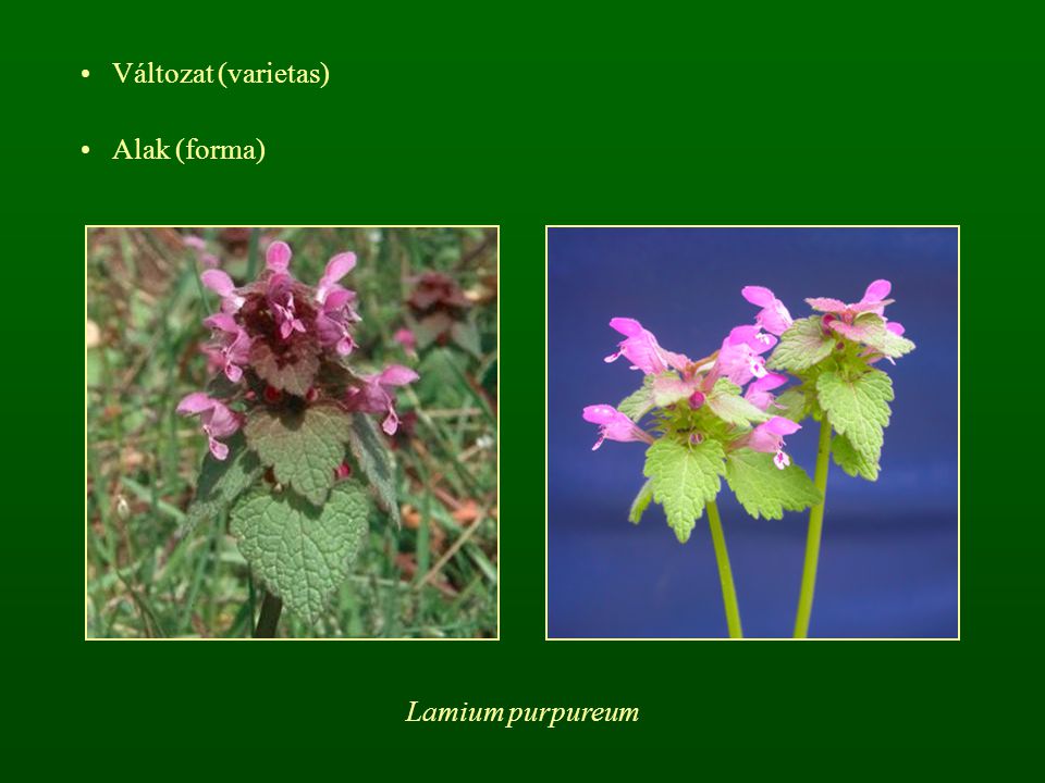 Változat (varietas) Alak (forma) Lamium purpureum