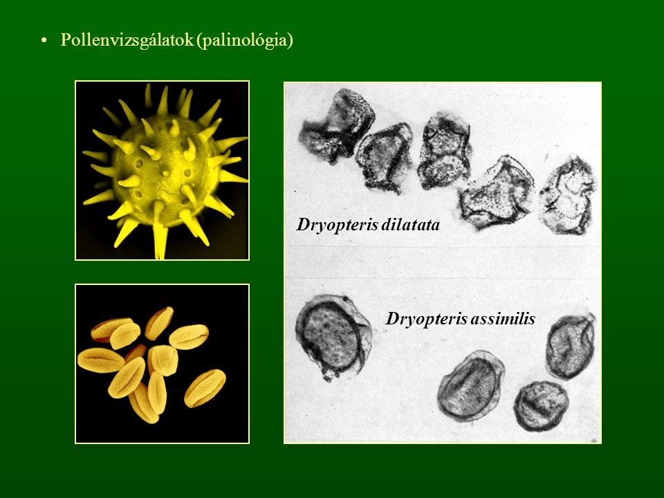 Pollenvizsgálatok (palinológia)