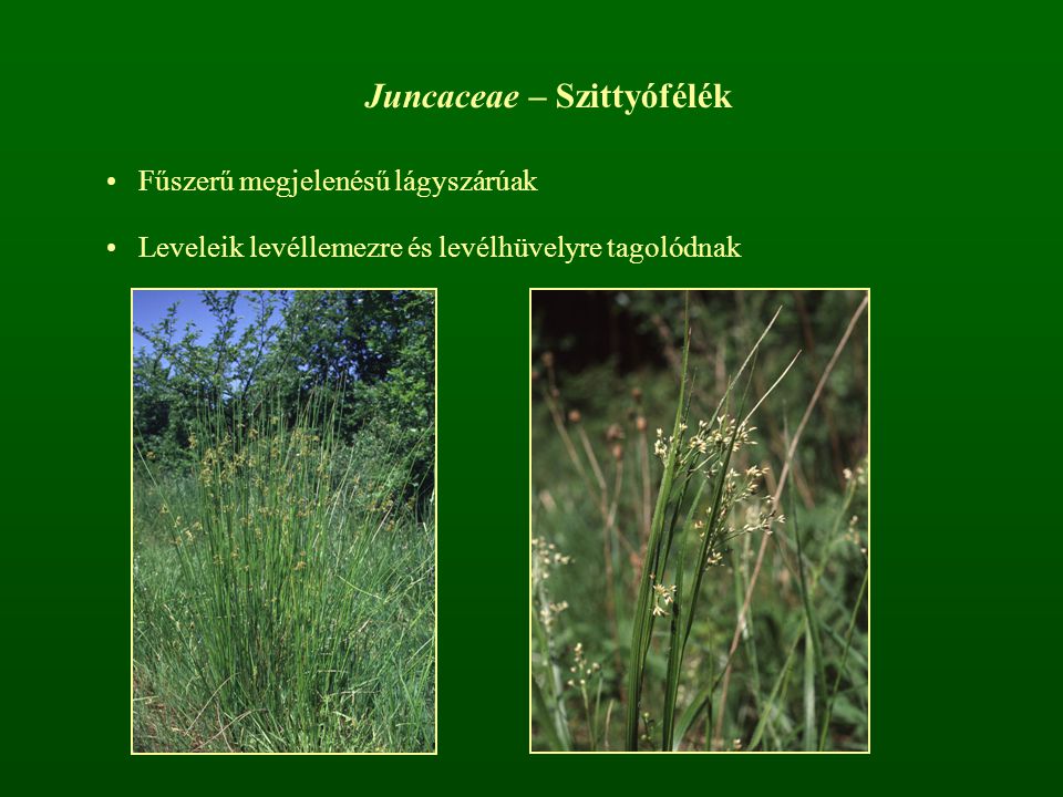 Juncaceae – Szittyófélék