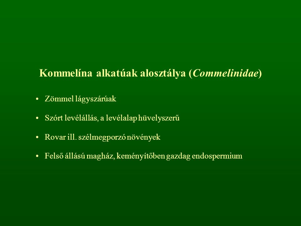Kommelína alkatúak alosztálya (Commelinidae)