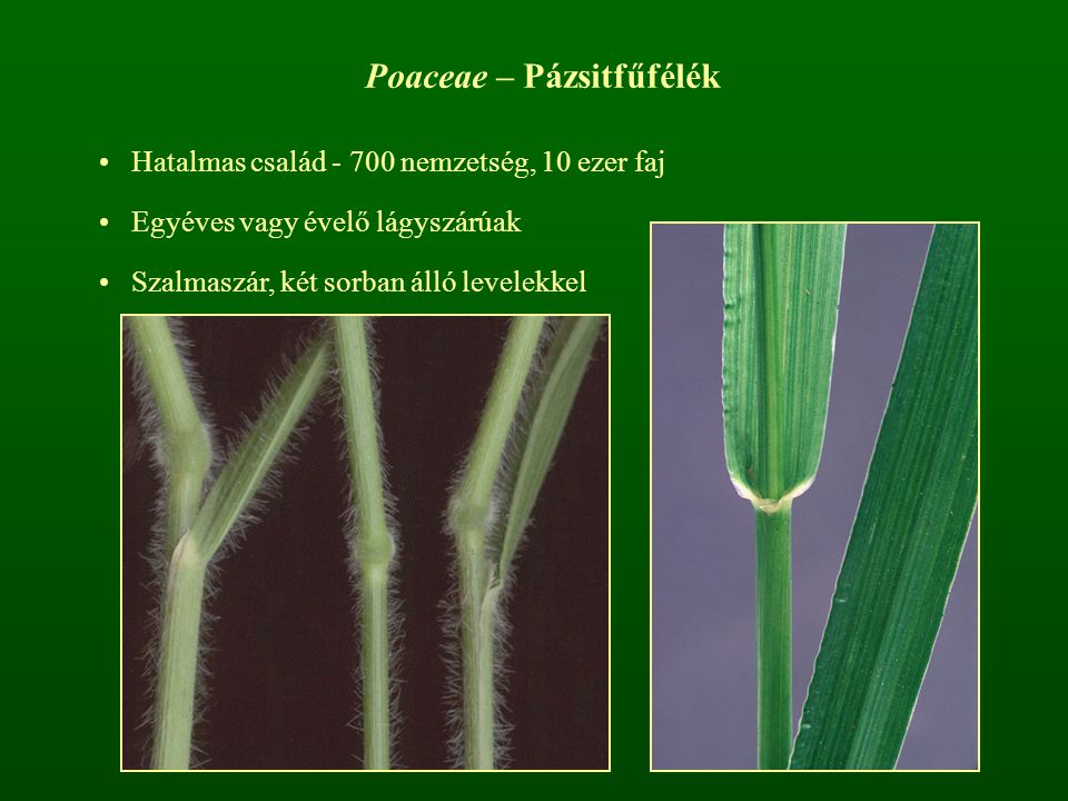 Poaceae – Pázsitfűfélék