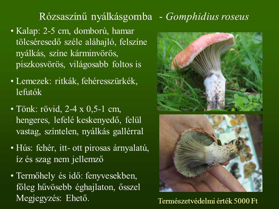 Rózsaszínű nyálkásgomba - Gomphidius roseus