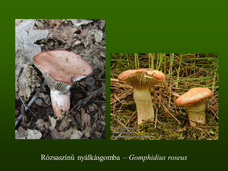 Rózsaszínű nyálkásgomba – Gomphidius roseus