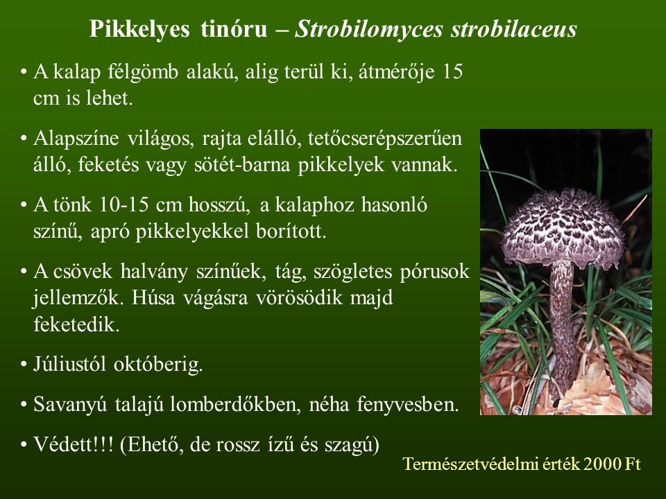 Pikkelyes tinóru – Strobilomyces strobilaceus