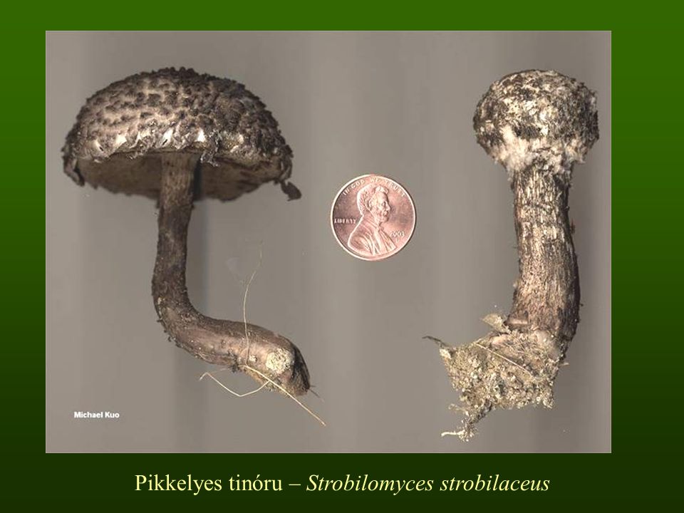 Pikkelyes tinóru – Strobilomyces strobilaceus