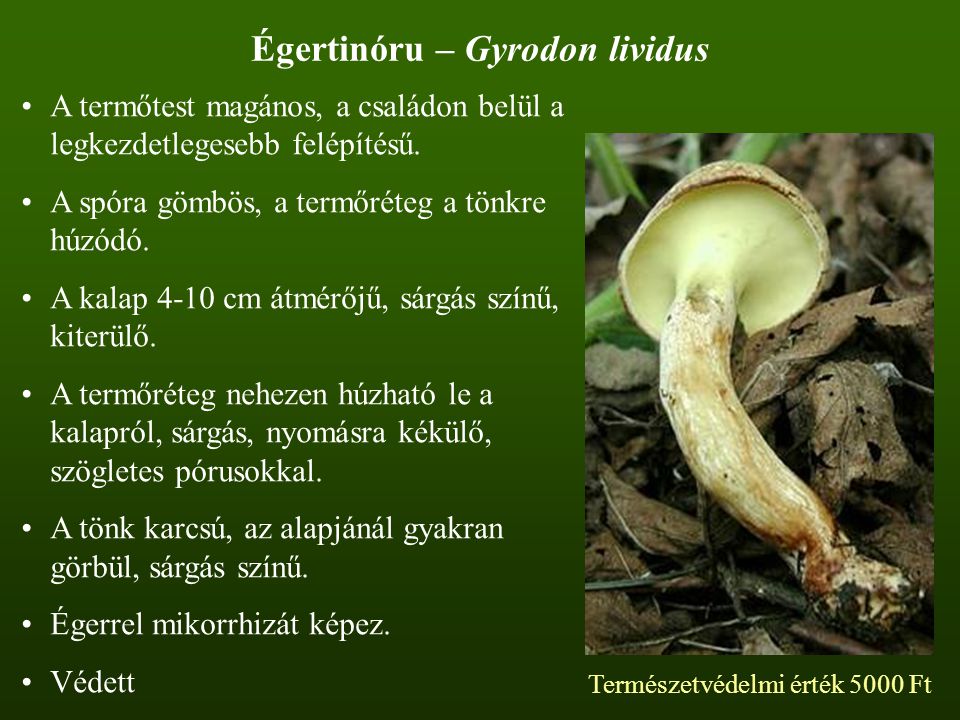 Égertinóru – Gyrodon lividus