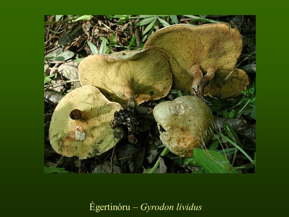 Égertinóru – Gyrodon lividus
