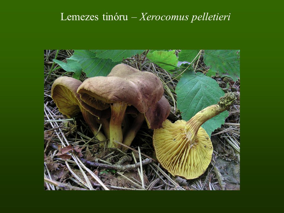 Lemezes tinóru – Xerocomus pelletieri