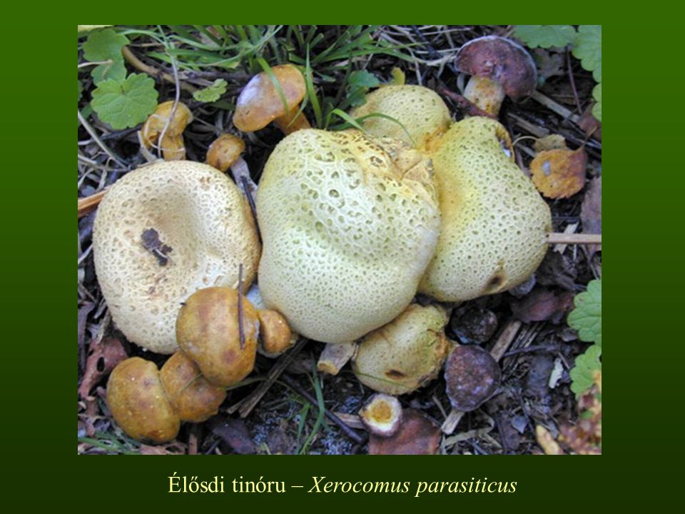 Élősdi tinóru – Xerocomus parasiticus