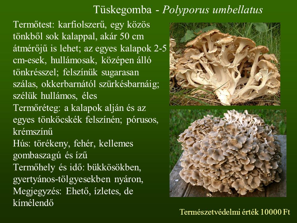Tüskegomba - Polyporus umbellatus