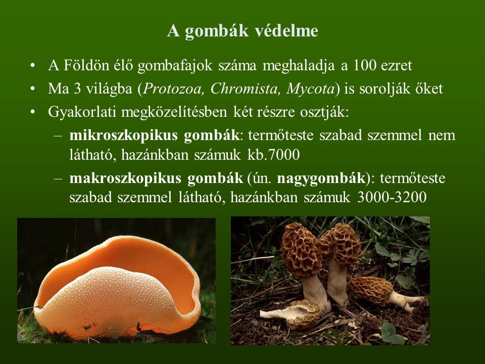 A gombák védelme A Földön élő gombafajok száma meghaladja a 100 ezret