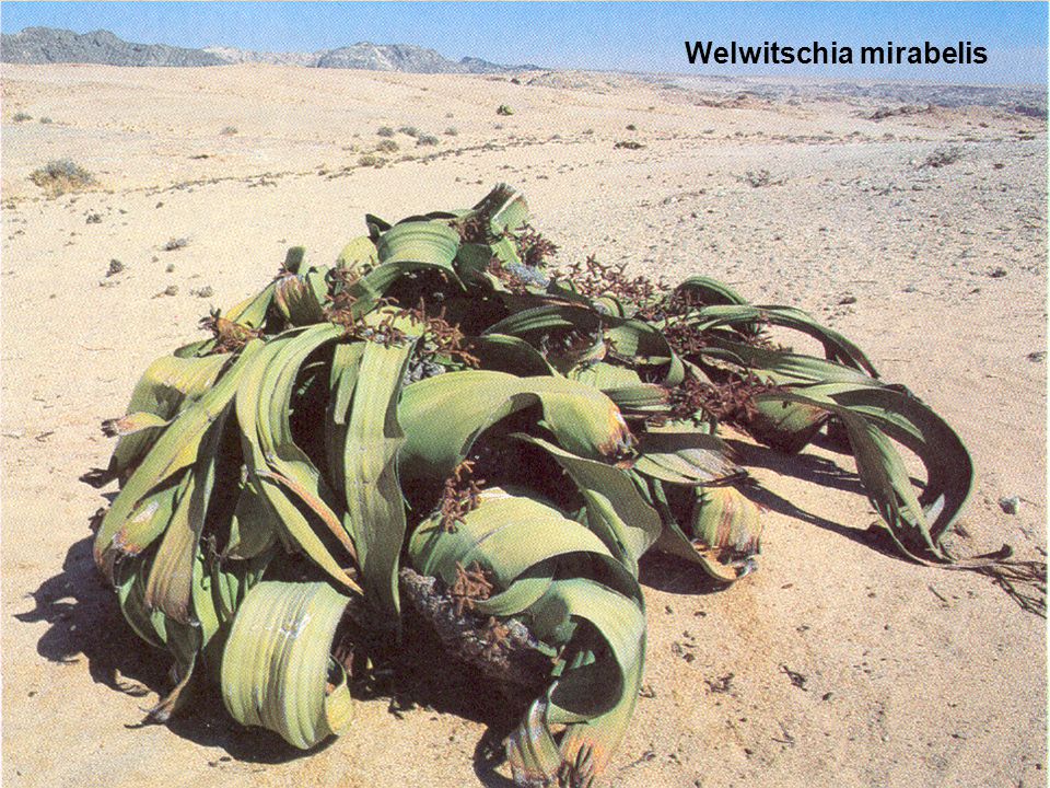 Welwitschia mirabelis