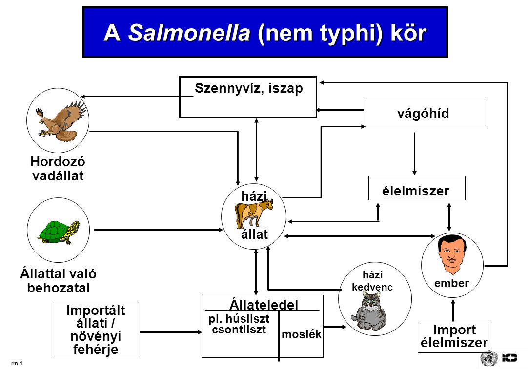 A Salmonella (nem typhi) kör