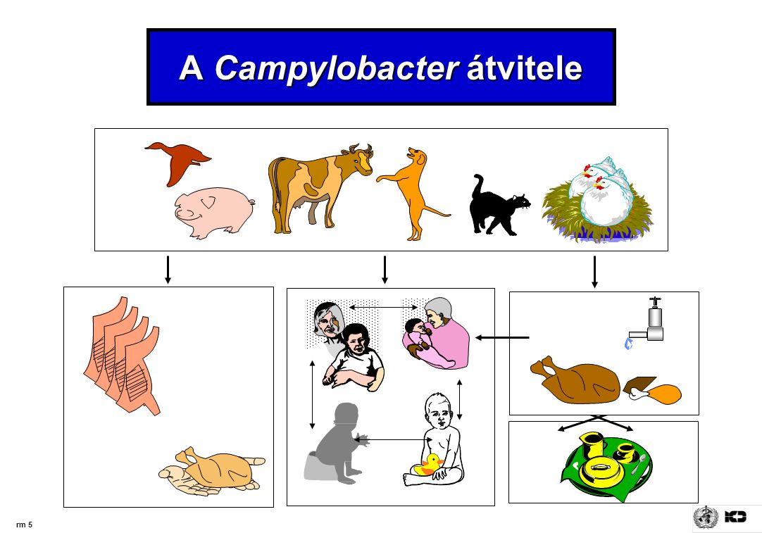 A Campylobacter átvitele