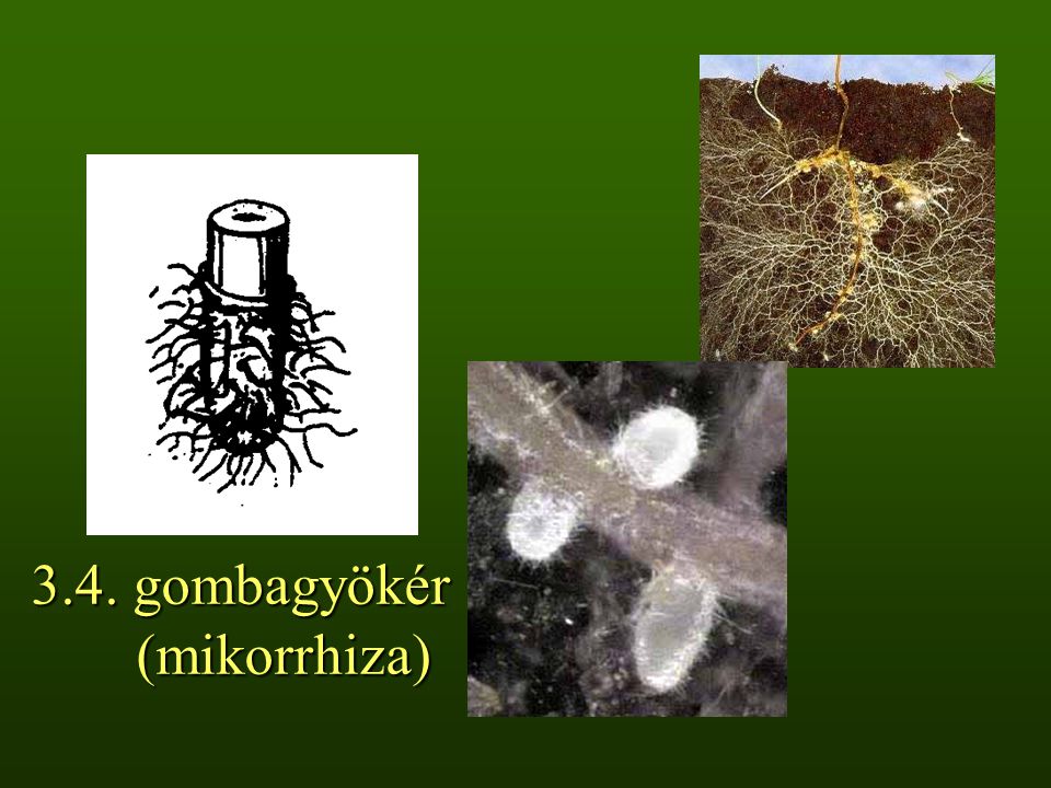 3.4. gombagyökér (mikorrhiza)