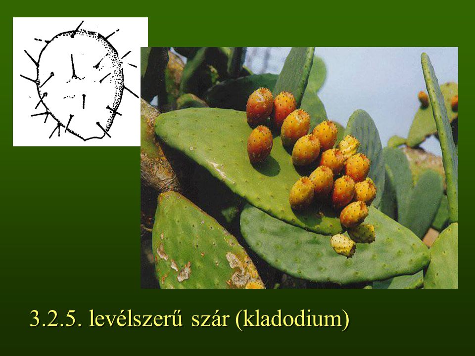 levélszerű szár (kladodium)