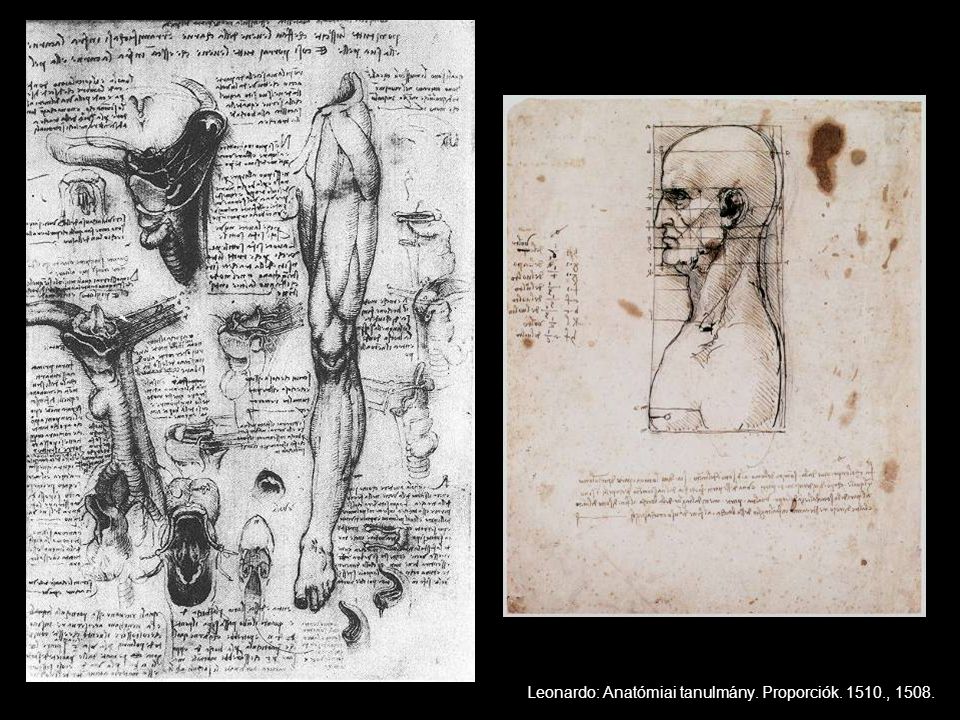 Leonardo: Anatómiai tanulmány. Proporciók , 1508.