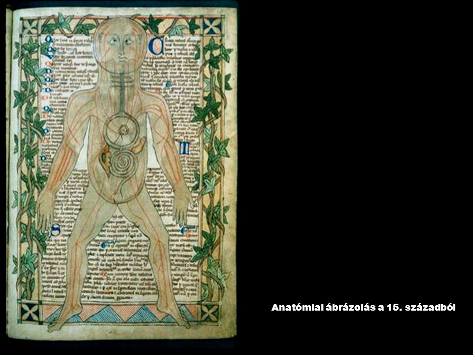 Anatómiai ábrázolás a 15. századból