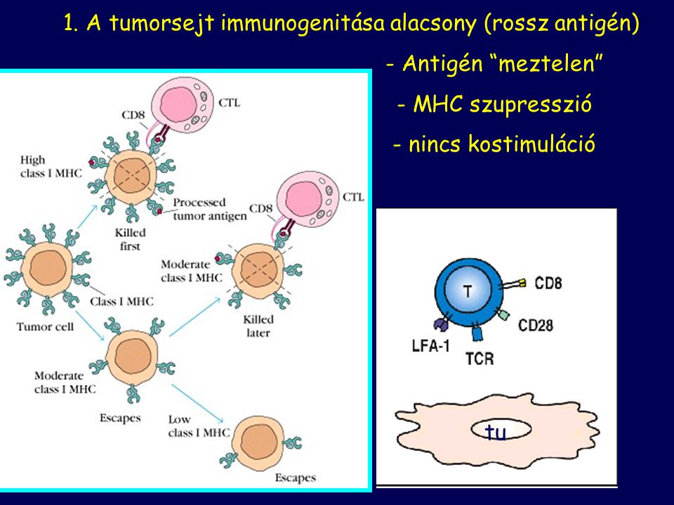 1. A tumorsejt immunogenitása alacsony (rossz antigén)