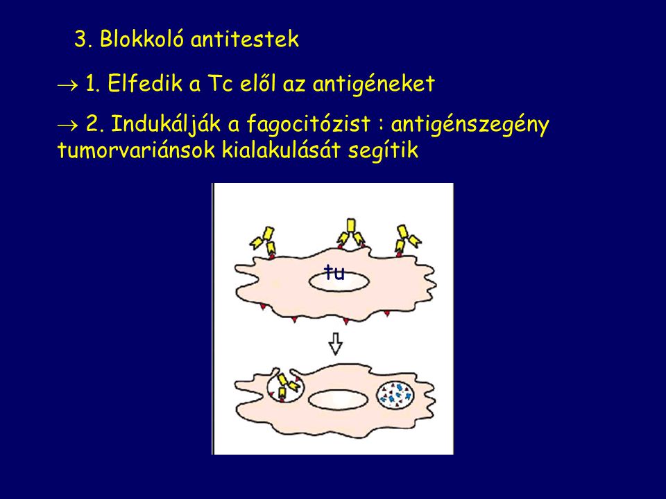 3. Blokkoló antitestek 1. Elfedik a Tc elől az antigéneket. 2. Indukálják a fagocitózist : antigénszegény tumorvariánsok kialakulását segítik.