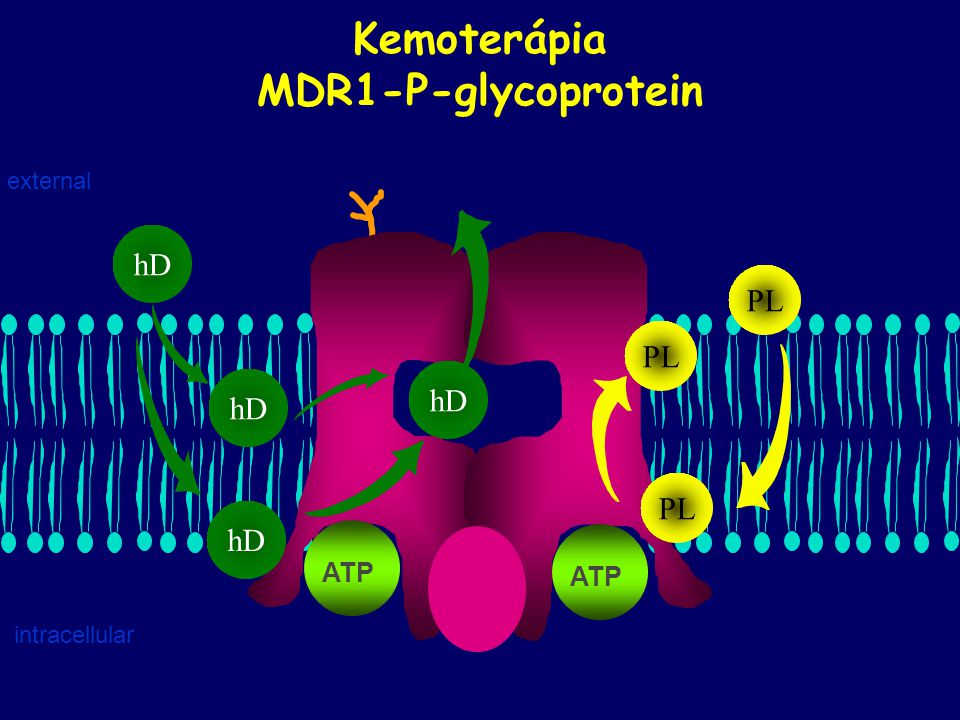 Kemoterápia MDR1-P-glycoprotein
