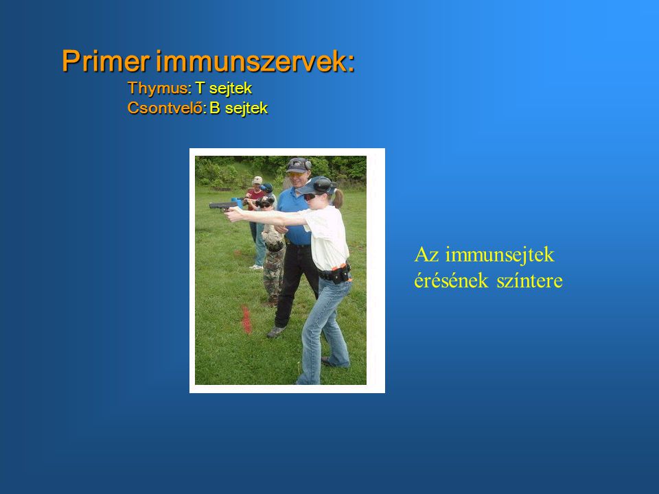Primer immunszervek: Thymus: T sejtek