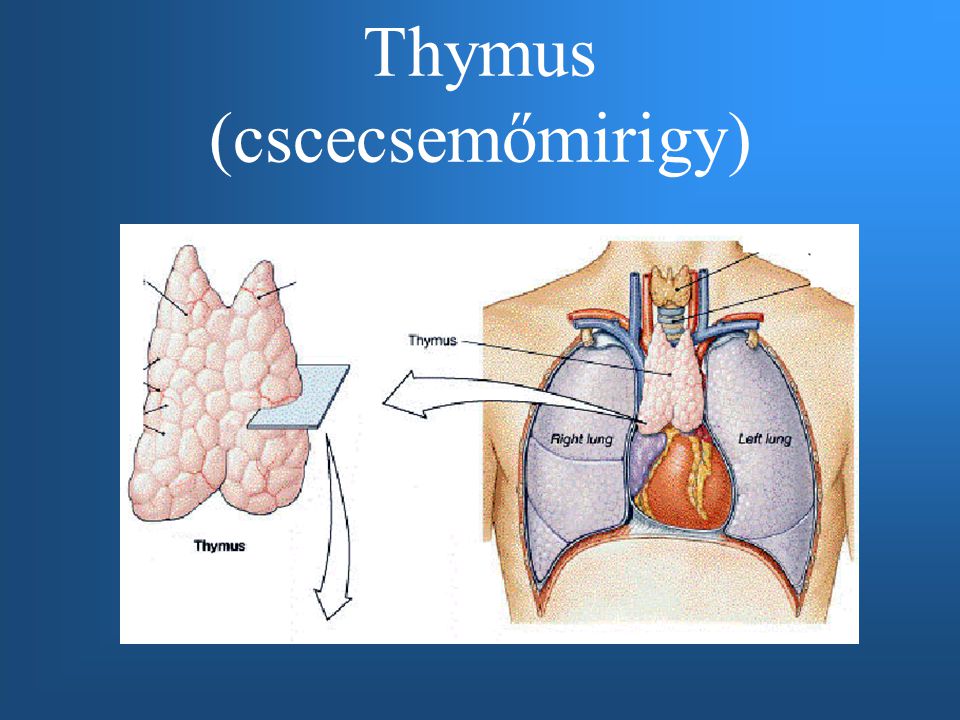 Thymus (cscecsemőmirigy)