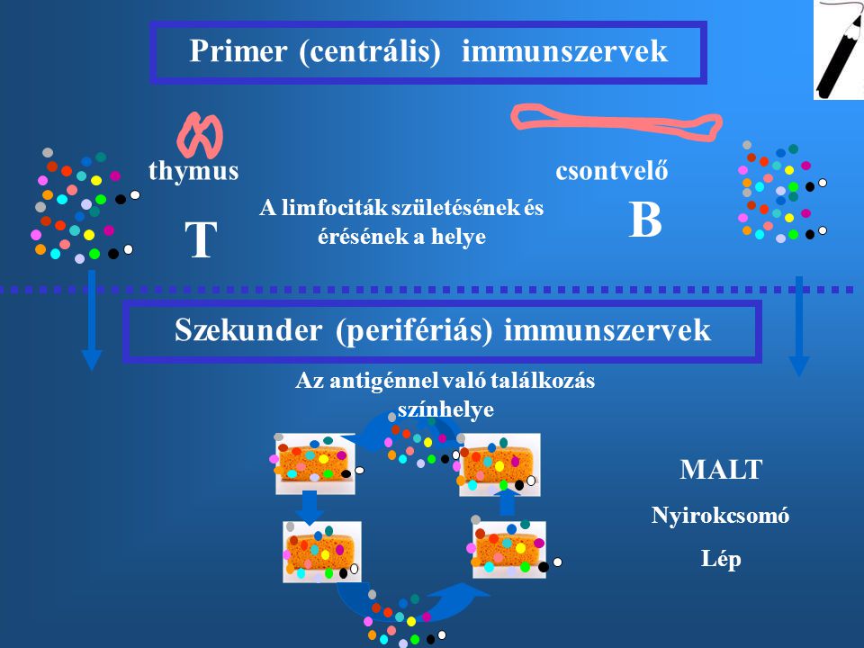B T Primer (centrális) immunszervek
