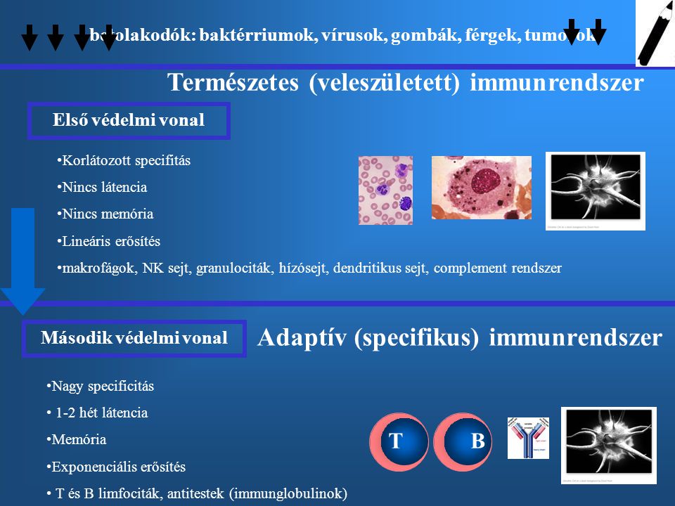 Természetes (veleszületett) immunrendszer