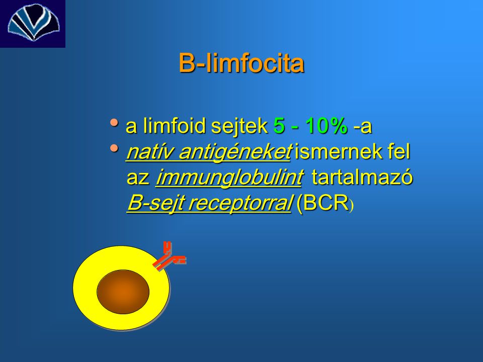 B-limfocita a limfoid sejtek % -a natív antigéneket ismernek fel