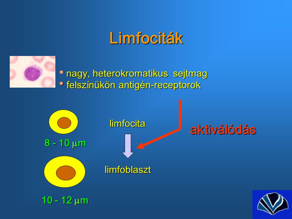 Limfociták aktiválódás nagy, heterokromatikus sejtmag