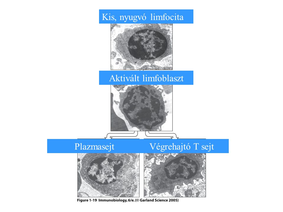 Figure 1-19 Kis, nyugvó limfocita Aktivált limfoblaszt Plazmasejt