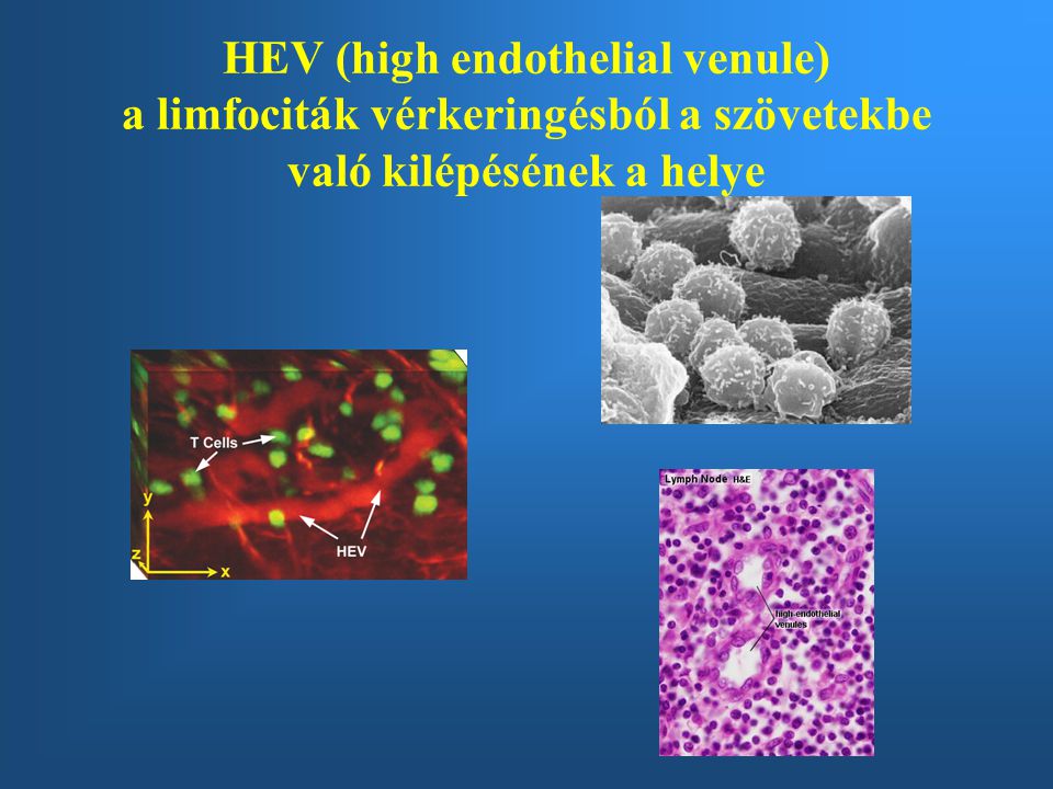HEV (high endothelial venule) a limfociták vérkeringésból a szövetekbe való kilépésének a helye