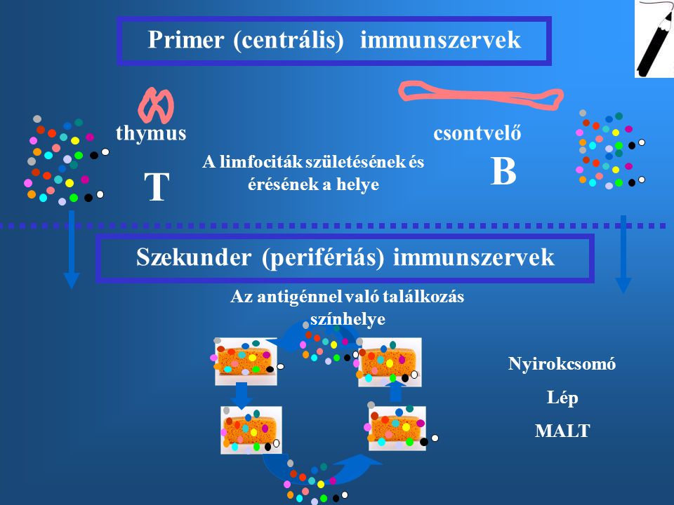 B T Primer (centrális) immunszervek