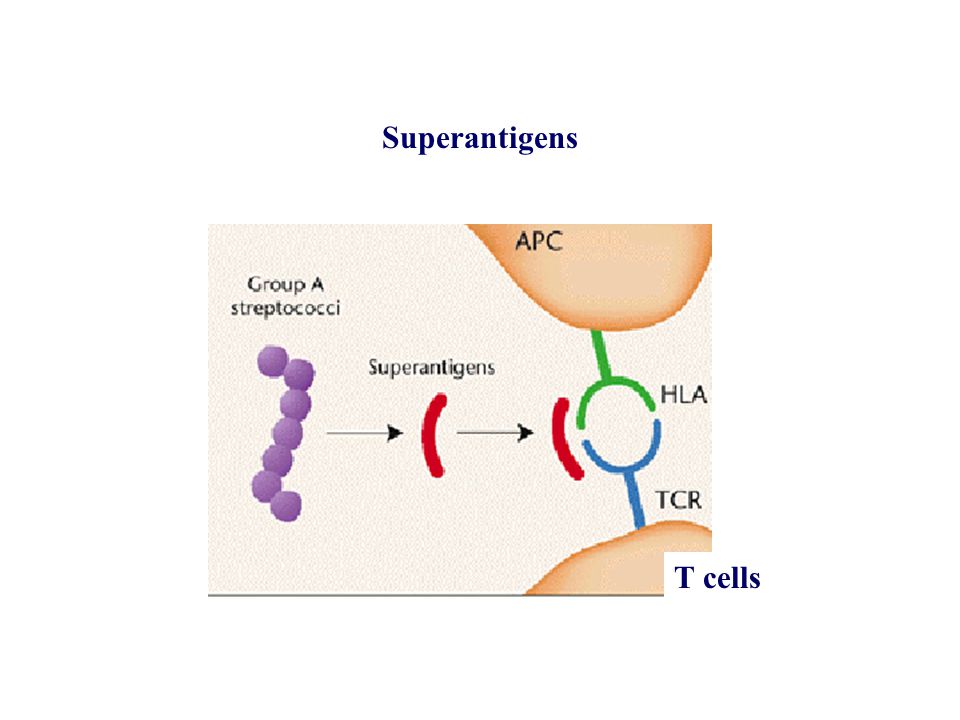 Superantigens T cells