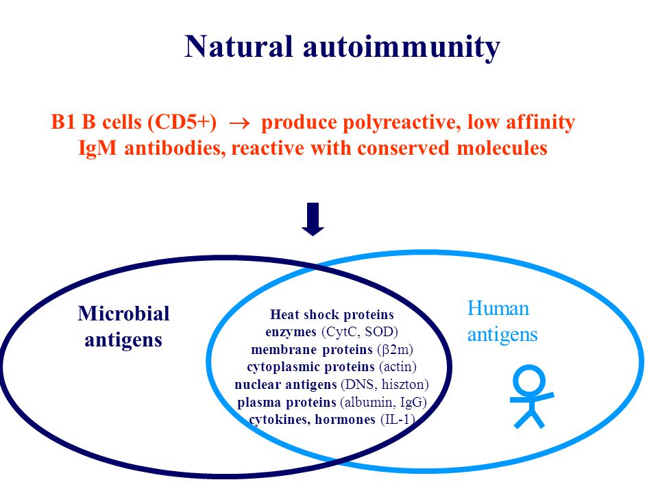 Natural autoimmunity B1 B cells (CD5+)  produce polyreactive, low affinity IgM antibodies, reactive with conserved molecules.