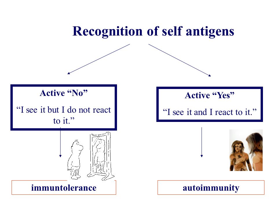 Recognition of self antigens